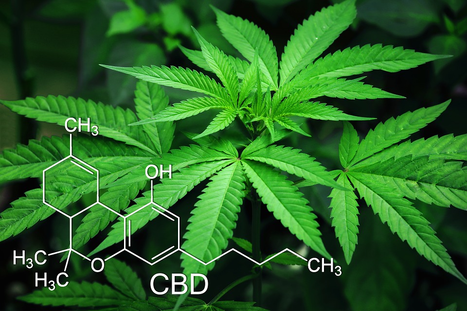 Marijuana Plant with CBD Chemical Structure Image