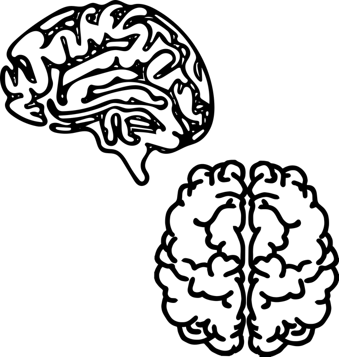 brain image