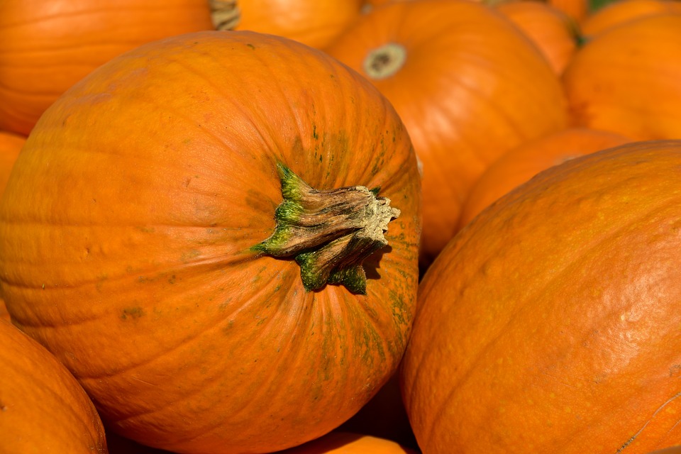pumpkins image