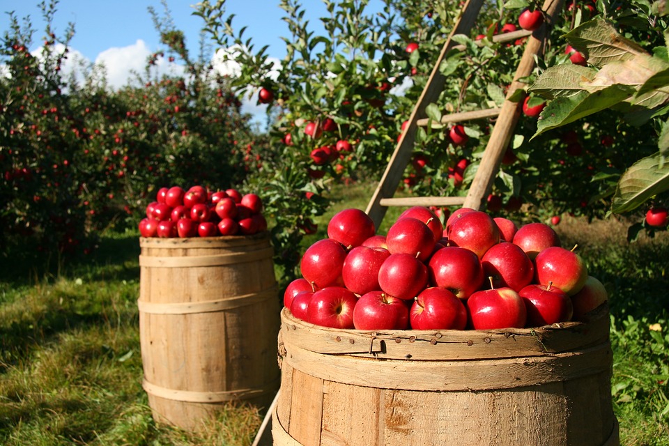 apple orchard image